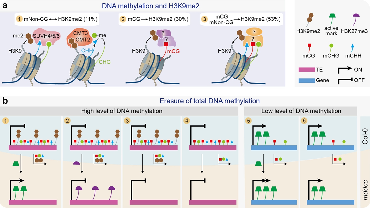 植物DNA甲基化调控组蛋白修饰和基因组转录模式图
