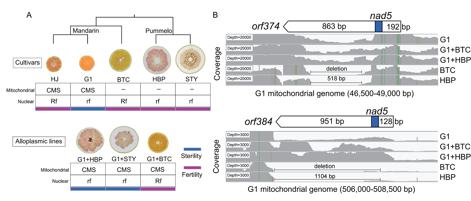 图1 细胞融合技术创制柑橘胞质杂种及细胞质雄性不育关键基因发掘