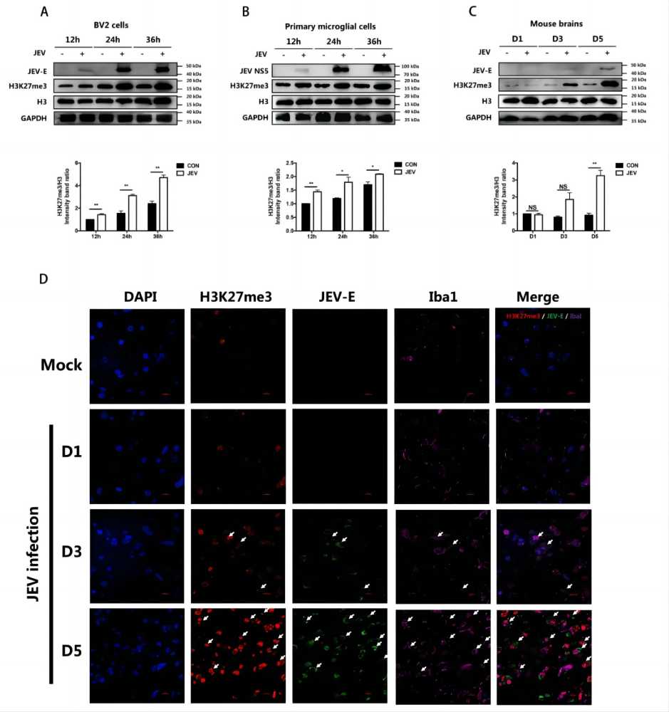 图1. JEV感染引起小鼠小胶质细胞系BV2、原代胶质细胞和小鼠脑组织中H3K27me3水平上调