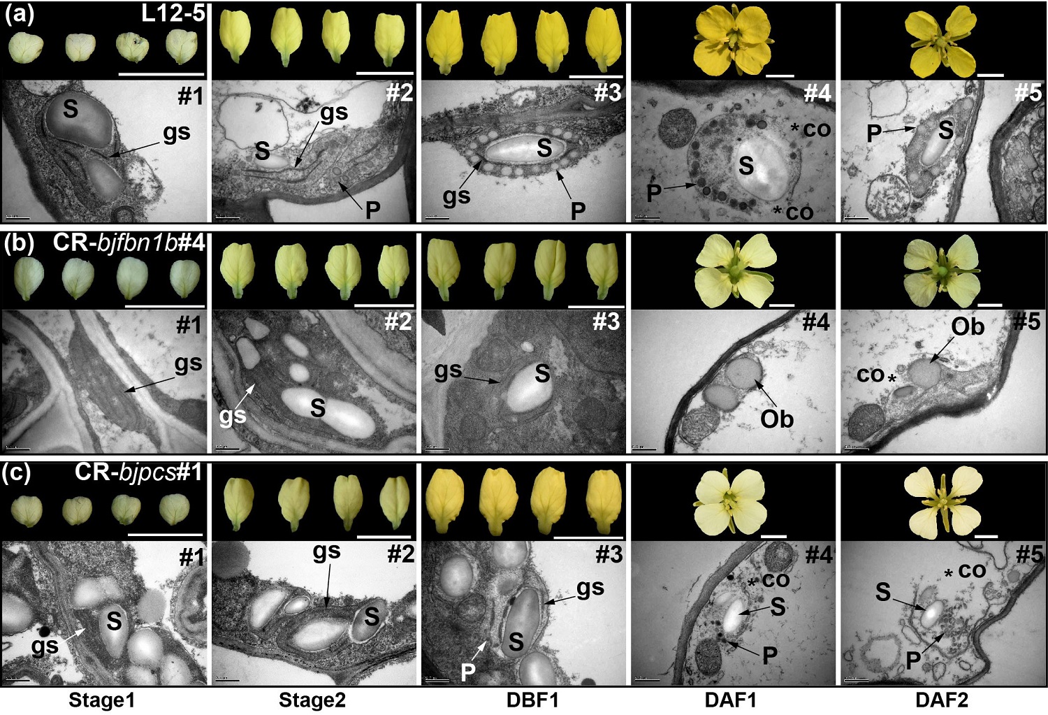 图2 XES和FBN1b敲除突变体花瓣不同发育时期有色体发育