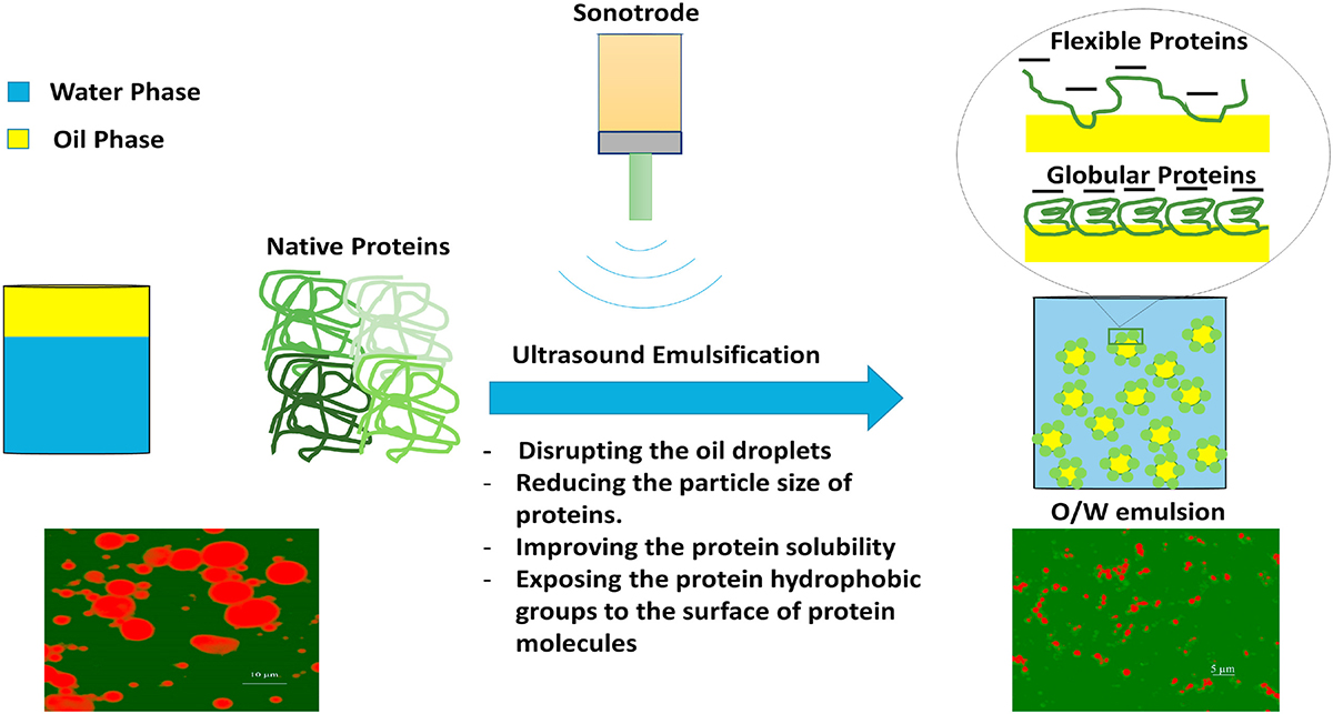 图1-超声乳化构建食品蛋白质稳定乳状液潜在机制示意图