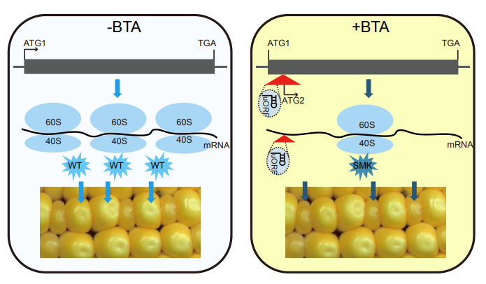 图：转座子调控蛋白质翻译和玉米粒型。