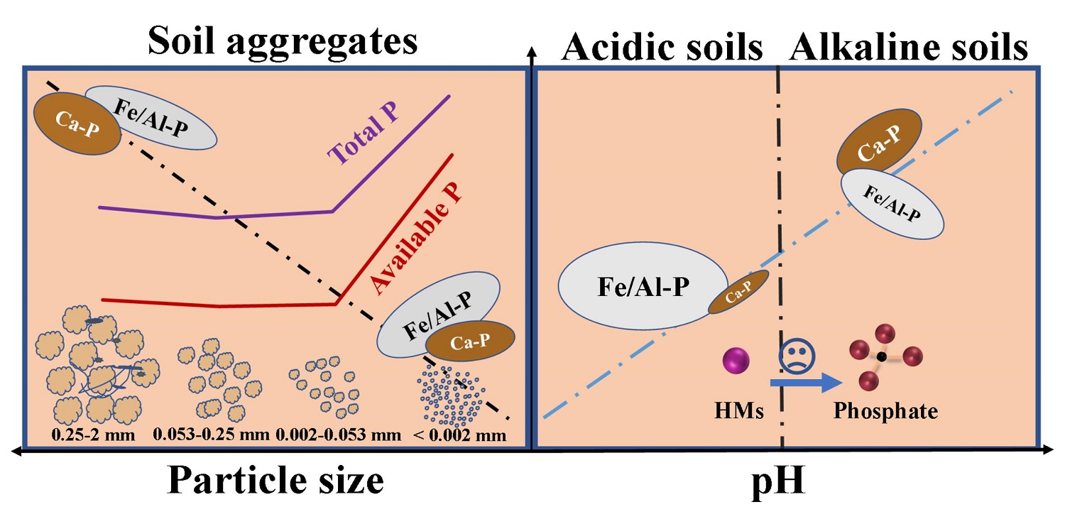 图2土壤及团聚体样品中磷组分随土壤团聚体粒径及pH的变化规律