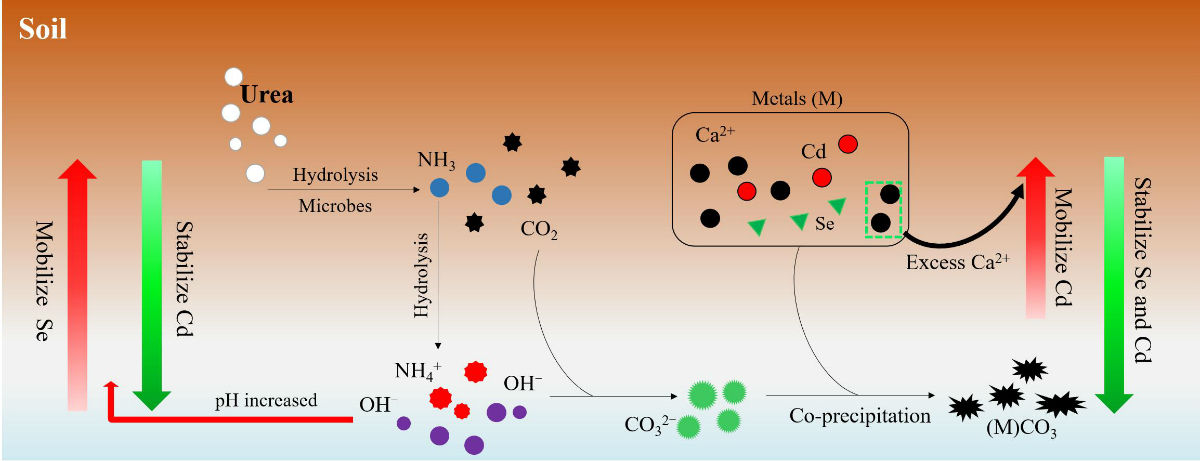 Microbial Induced Carbonate Precipitation (MICP) 技术“固镉提硒”的作用过程
