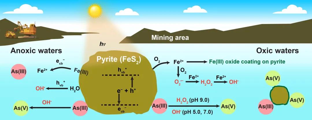 图2 太阳光辐射环境黄铁矿影响As(III)吸附与氧化过程示意图