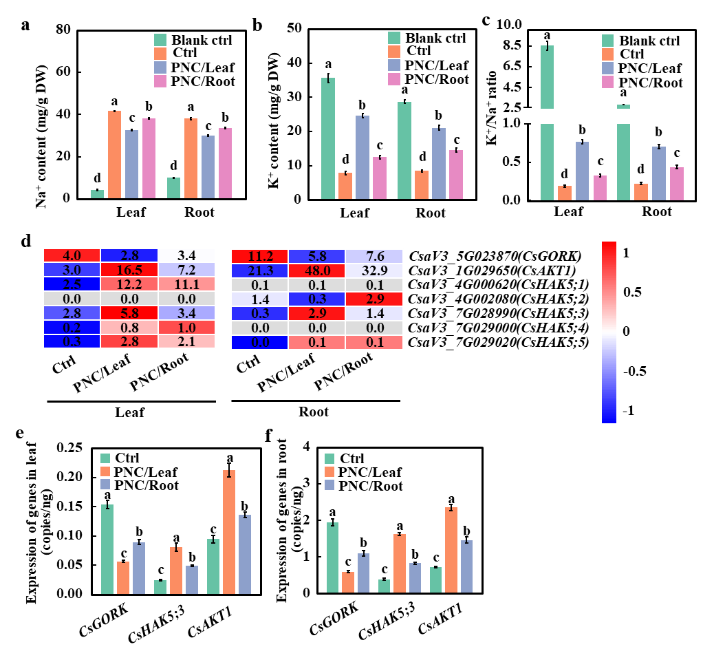图2 CeO2 NPs对黄瓜幼苗Na+K+含量及K+转运相关基因表达量的影响(1)