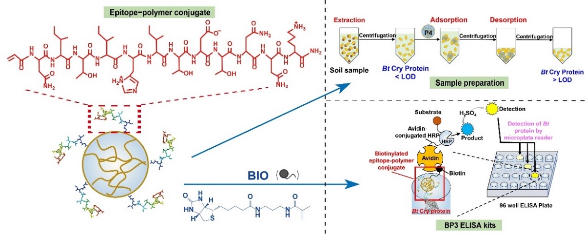 多肽表位-水凝胶共聚物在Bt Cry蛋白样品预处理以及ELISA分析中的应用