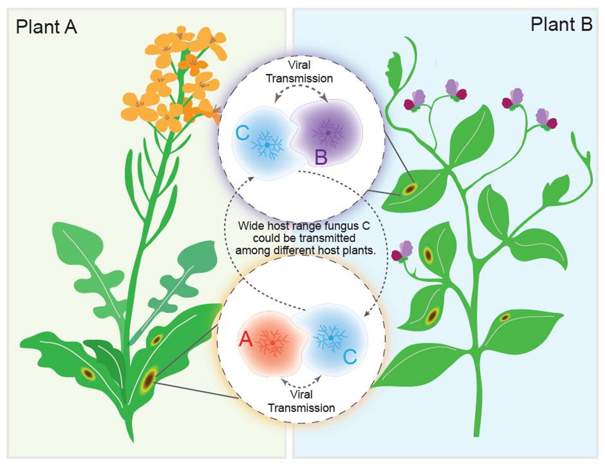 图3 自然界中真菌病毒在不具有相同生态位点的植物病原真菌间跨种传播的可能方式