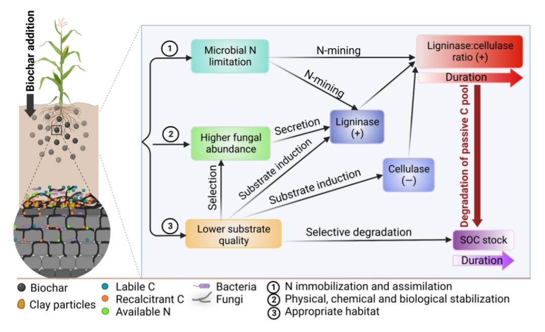 图2. 生物炭添加下酶介导的土壤碳固持机制概念模型
