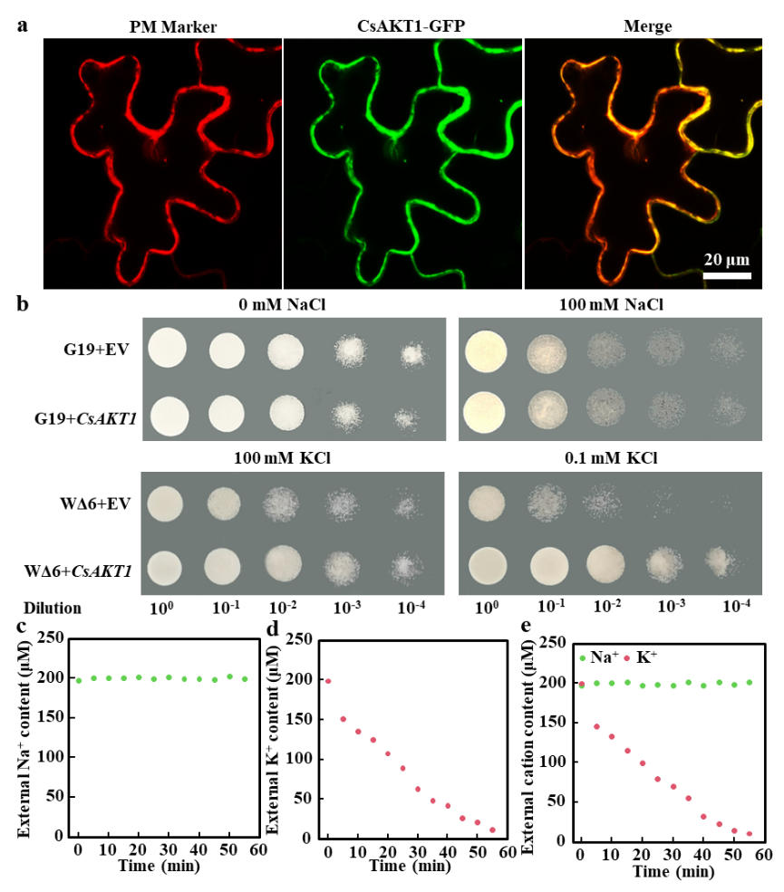 图3 黄瓜CsAKT1亚细胞定位及离子转运特性分析(1)