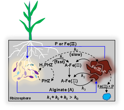 图2. 海藻糖协同氧化还原抗生素活化磷的化学机制。