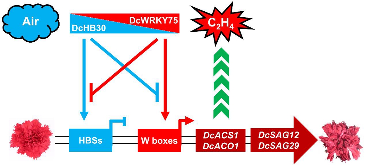 图4. DcHB30和DcWRKY75相互拮抗调控乙烯诱导的康乃馨花瓣衰老的工作模型