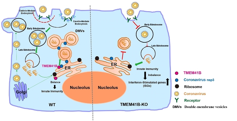 图1. TMEM41B参与病毒复制双层囊泡形成的机制模式图