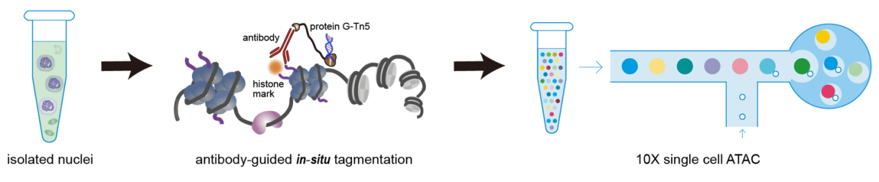 图2：snCUT&Tag的工作原理图