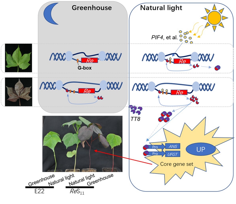 图2. Re调控棉花产生红色植株的遗传机制