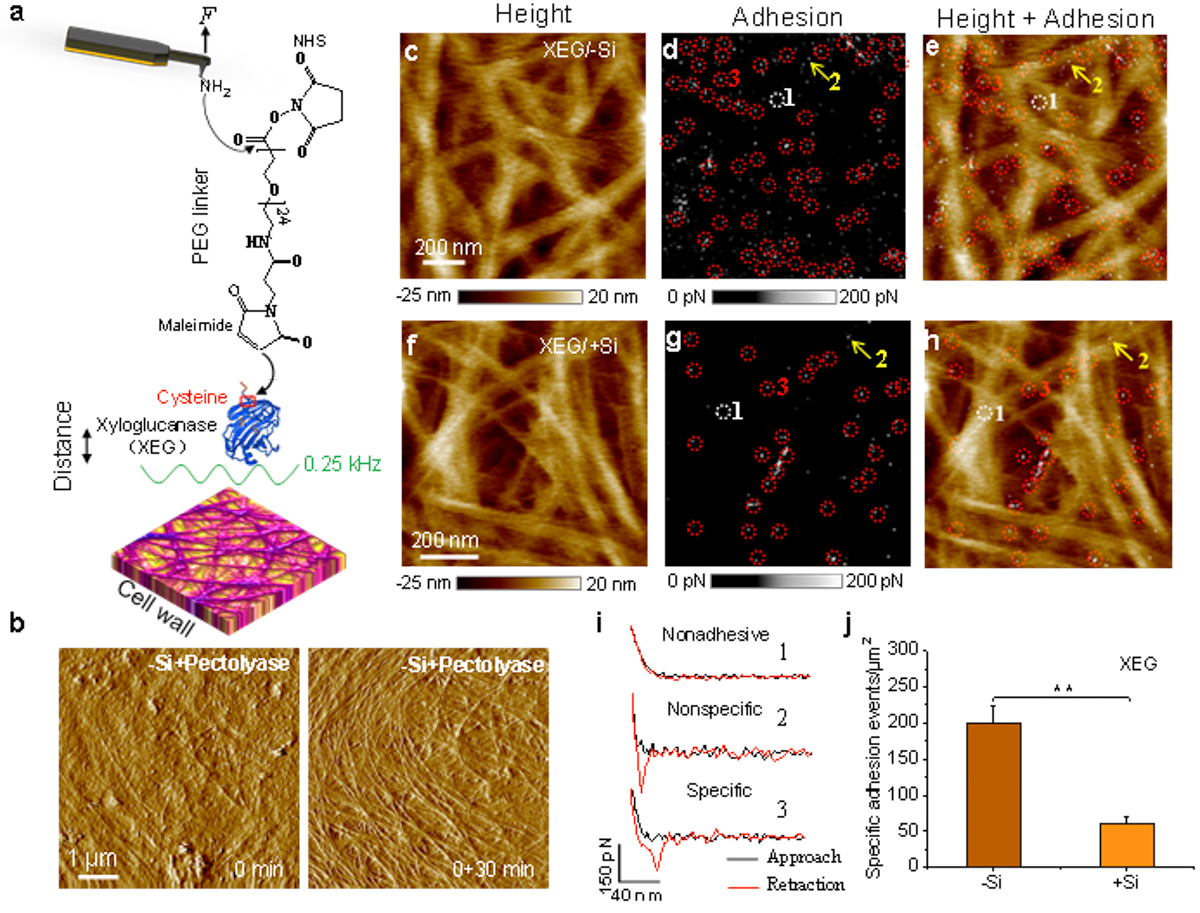 原位原子力显微镜(AFM)定量纳米力学（PF-QNM）成像细胞壁。(a) PEG交联剂通过连接半胱氨酸将木葡聚糖酶（XEG）修饰到AFM针尖上。(b)减硅细胞壁用果胶酶反应30分钟前后的原子力形貌图。去果胶后的(c-e)减硅和(f-h)加硅细胞壁的(c, f )高度图，(d, g)粘附力图和(e, h)它们的合并图像。(i) 典型的无粘附力、非专一性和专一性结合的力-距离曲线。(j) 加硅细胞壁上XEG 的结合位点显著比减硅细胞少。