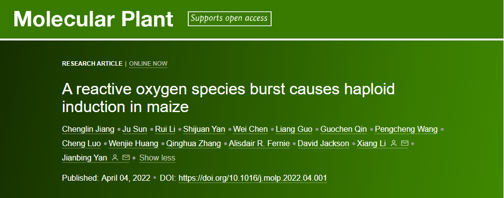 该研究以“A reactive oxygen species burst causes haploid induction in maize”为题在Molecular Plant期刊在线发表