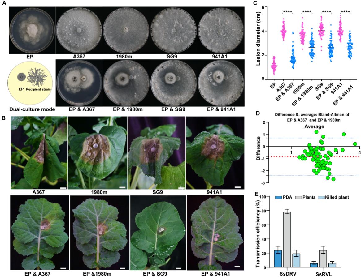 图1 植物提高真菌病毒在核盘菌营养体不亲和菌株间水平传播效率