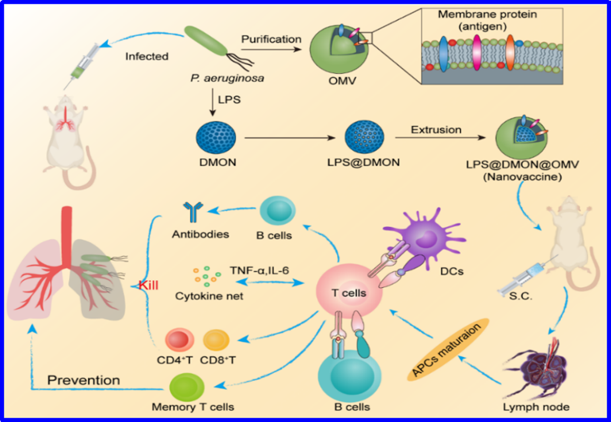 图1细菌外膜囊泡包裹的纳米疫苗调控抗菌免疫的示意图