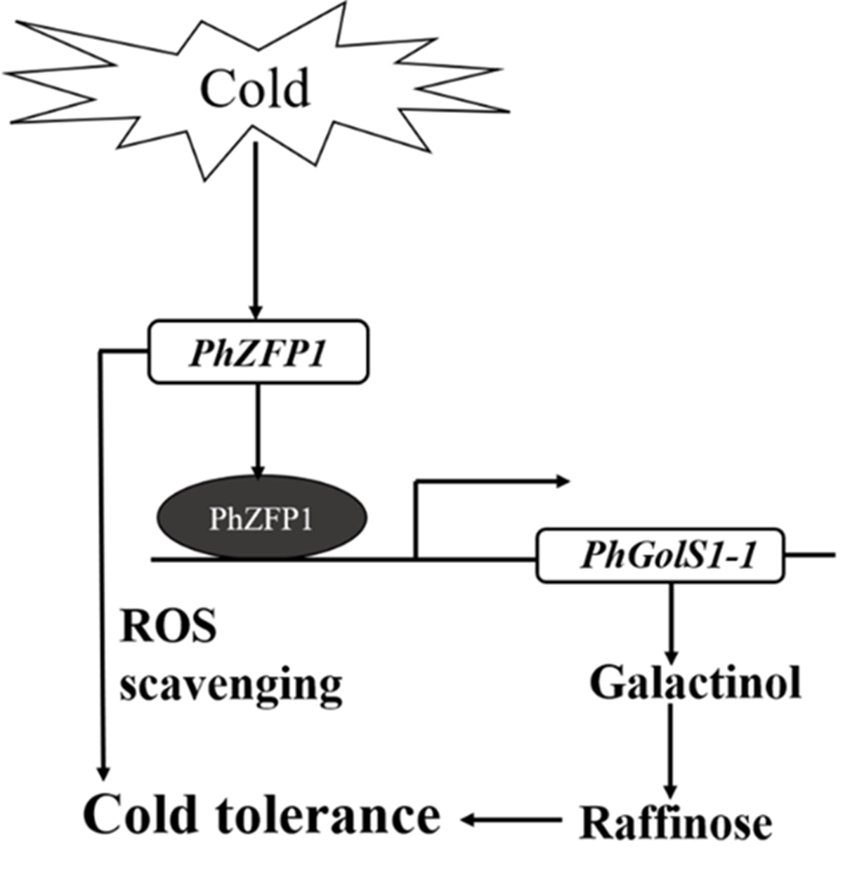 PhZFP1调控矮牵牛抗寒性的作用机制