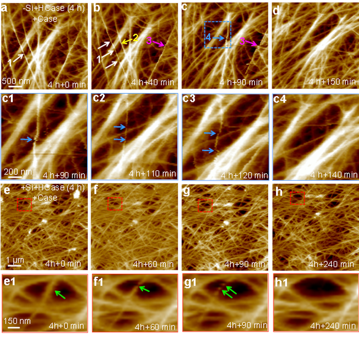 原位原子力显微镜(AFM)观察纤维素酶原位溶解细胞壁的时间动态图。（a-d）减硅细胞壁的原位溶解图及 (c1-c4)图c中蓝色虚线框中单根纤维丝放大后的酶解时间动态图。（e-h）加硅细胞壁的酶解动态图及(e1-h1)放大后单根纤维丝的酶解时间动态图。