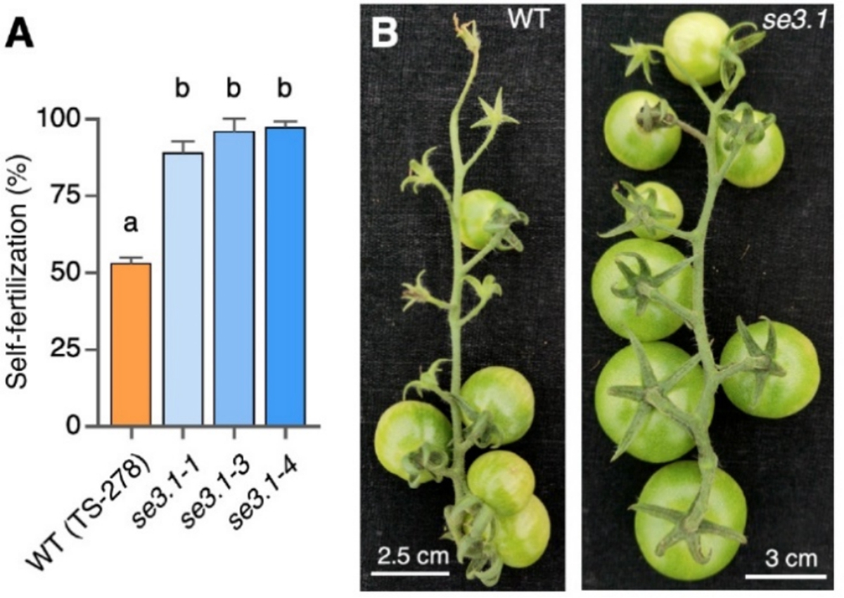SE3.1调控番茄柱头延伸和自交率