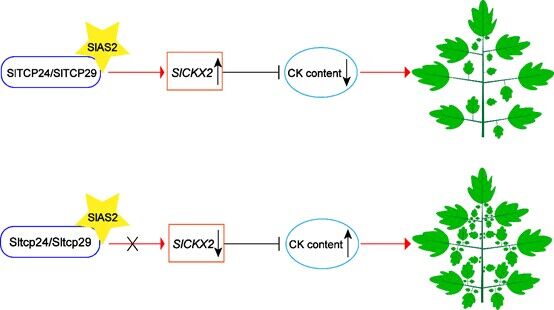 图2 SlTCP24和SlTCP29调控复叶发育的模型