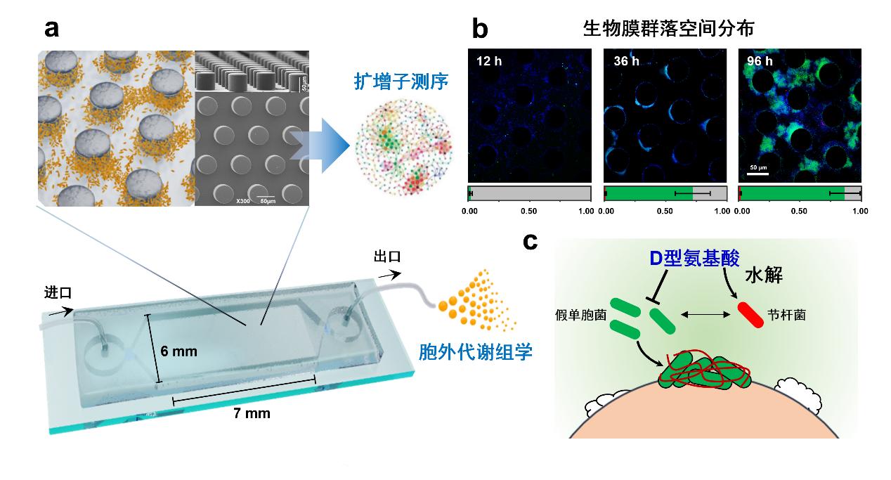 中国农业大学植物抗逆高效全国重点实验室大豆研究中心人才招聘启事