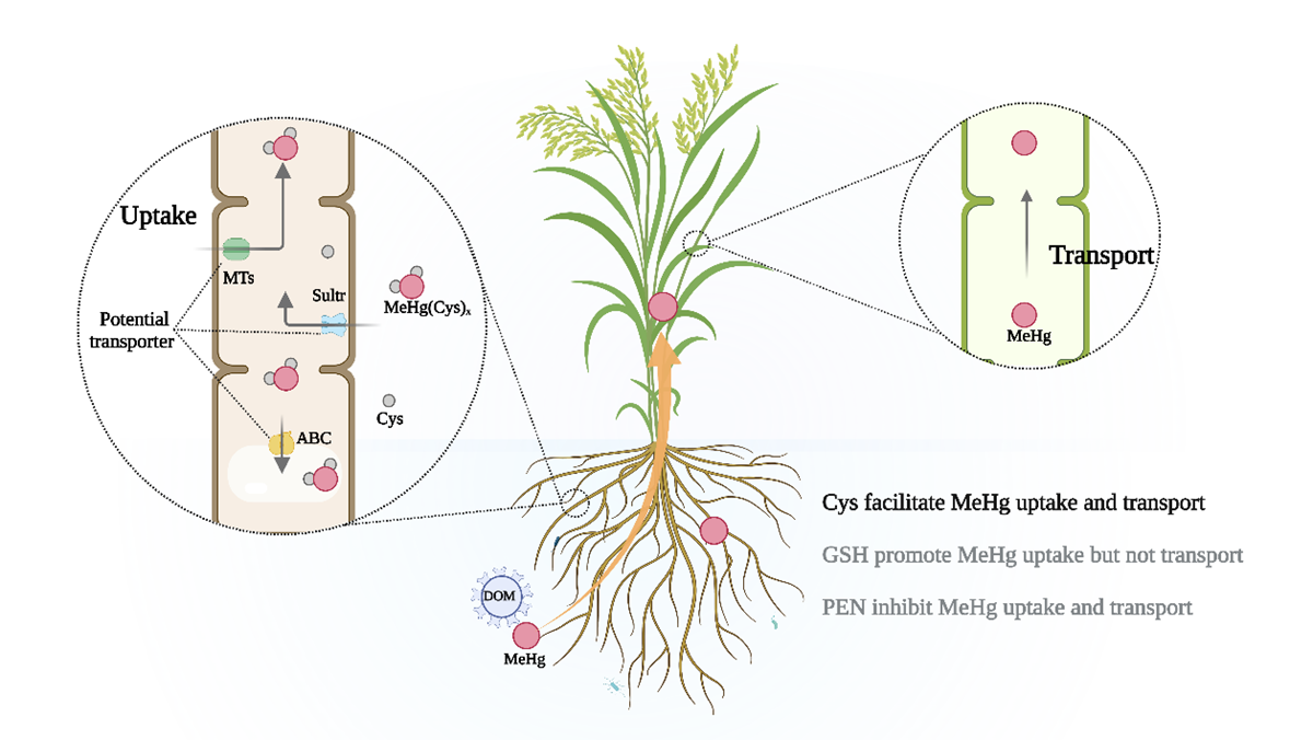 图一 巯基对水稻吸收和转运甲基汞影响示意图
