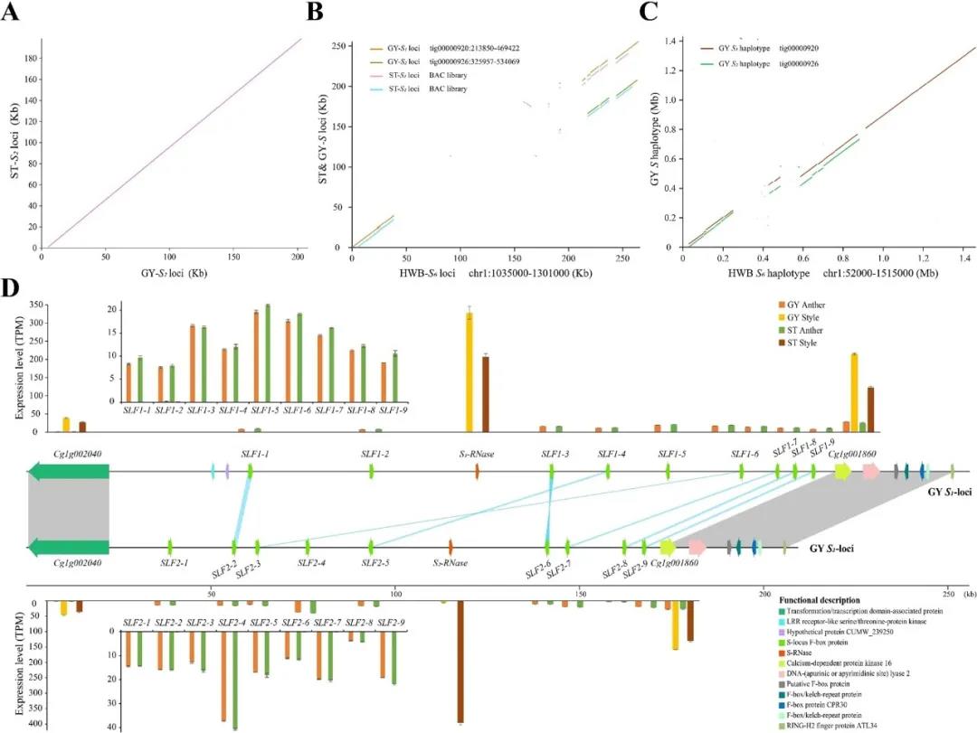 Fig.4Structural variant analysis of S loci