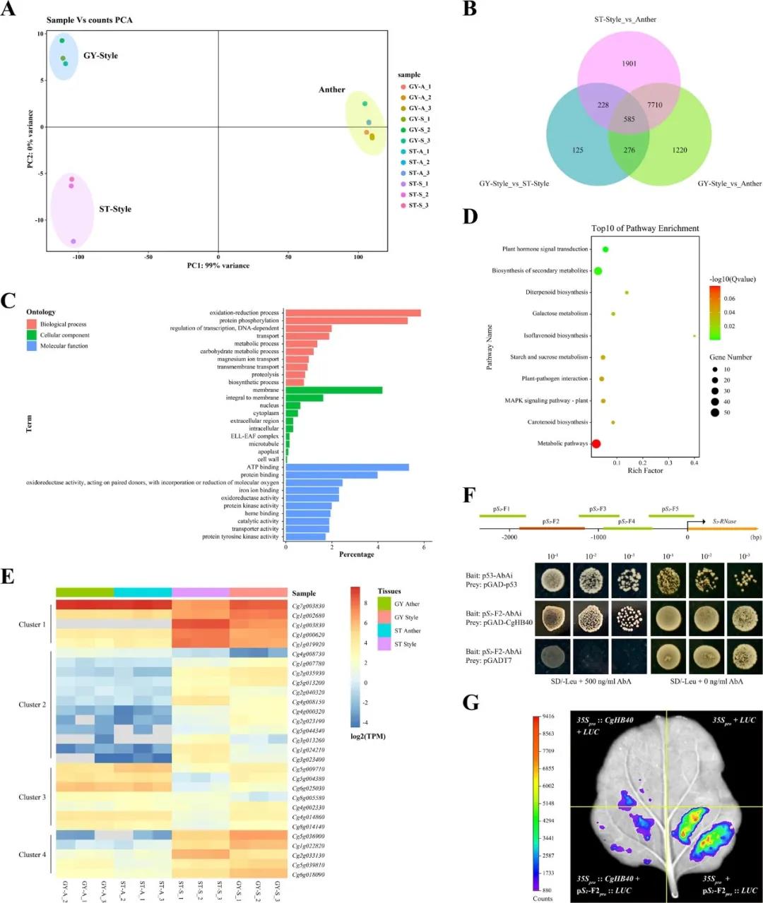 Fig.6Differential expression analysis of the anther and style tissues from ‘ST’ and ‘GY’ pummelo