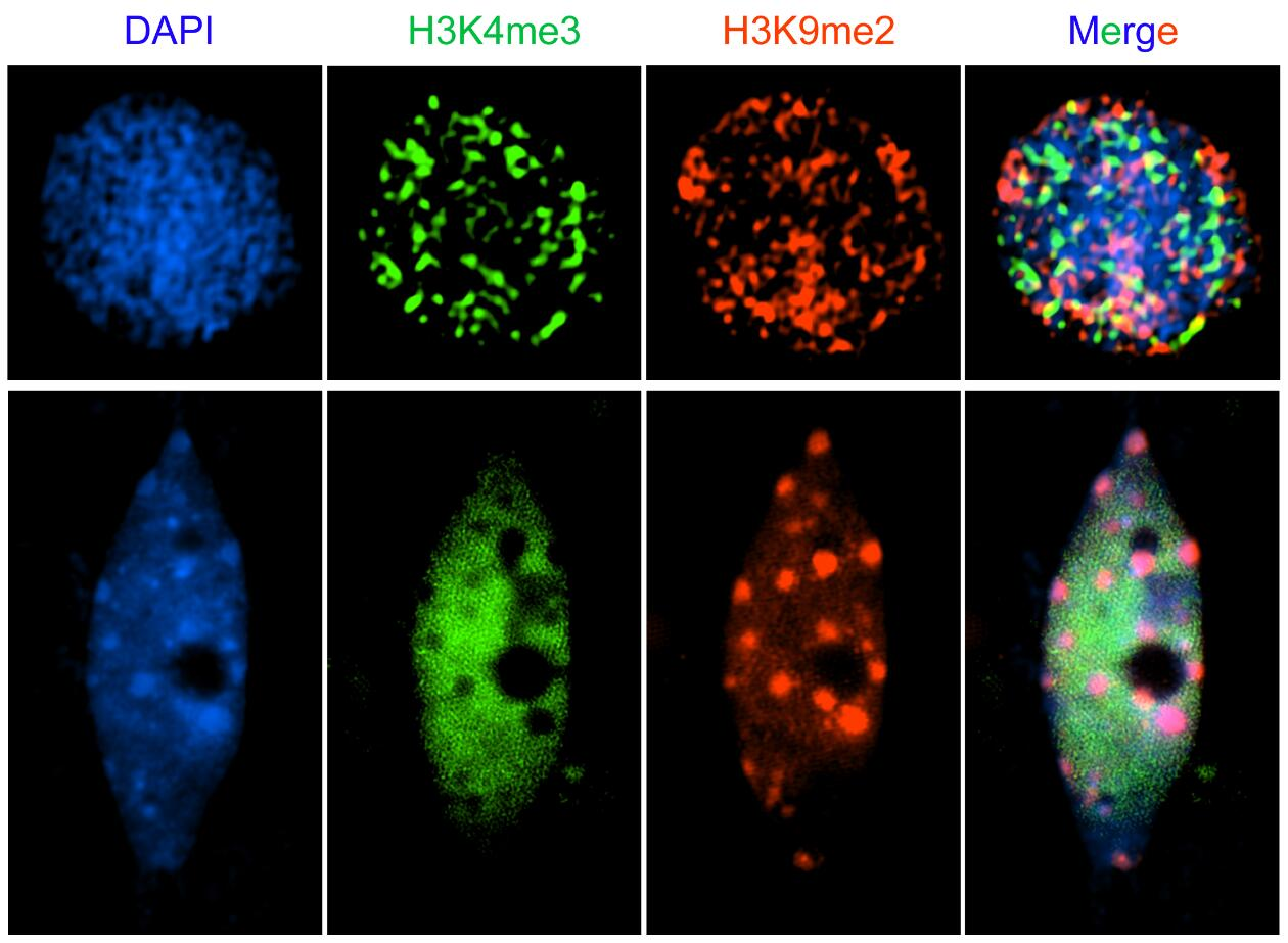 图1：细胞之间组蛋白修饰的异质性。上排为水稻幼苗中的细胞核，下图为油菜幼苗的细胞核