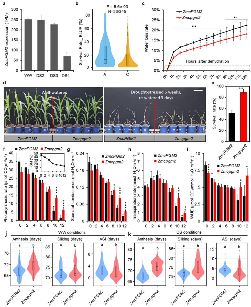 图3.候选基因ZmcPGM2的抗旱功能验证。a. ZmcPGM2在不同干旱胁迫下的表达分析; b.单倍型分析；c.突变体和野生型叶片失水率比较；d-e.突变体和野生型干旱胁迫下存活率比较；f-i.突变体和野生型干旱胁迫下光合表型比较；j-k.突变体和野生型在正常浇水和干旱胁迫下花期表型 (ASI) 比较。
