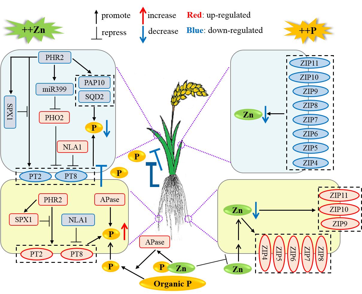 水稻磷锌互作的生理生化模型