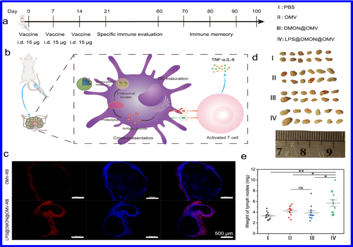 图2 LPS@DMON@OMV纳米疫苗的活体免疫评价