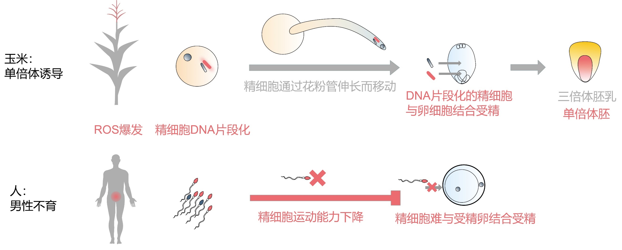 活性氧对动植物生殖过程的影响