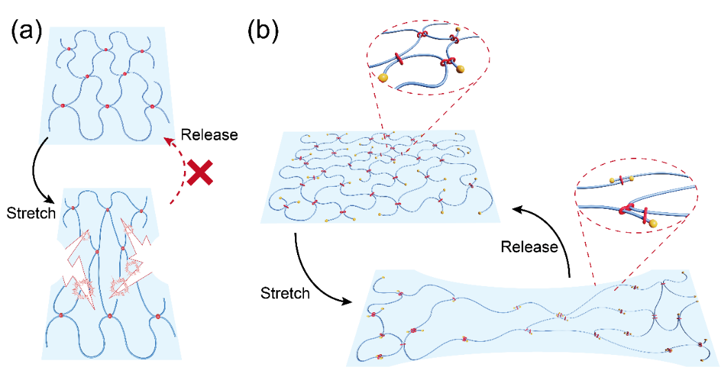 图1 具有固定交联和移动交联的聚合物拉伸和释放示意图