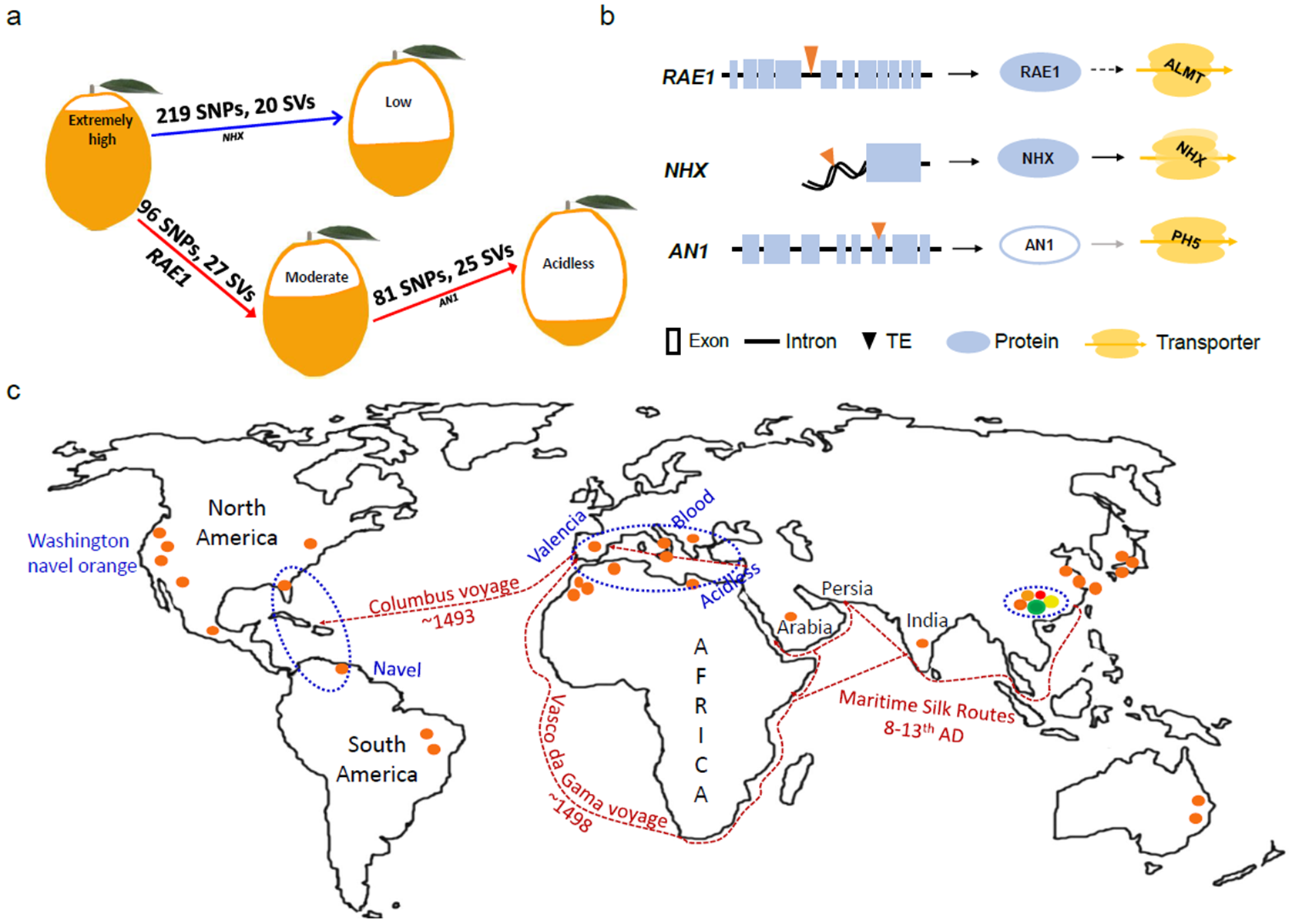Figure 2 甜橙群体果实柠檬酸含量的分化（a）、其遗传基础（b）以及可能的传播路线（c）