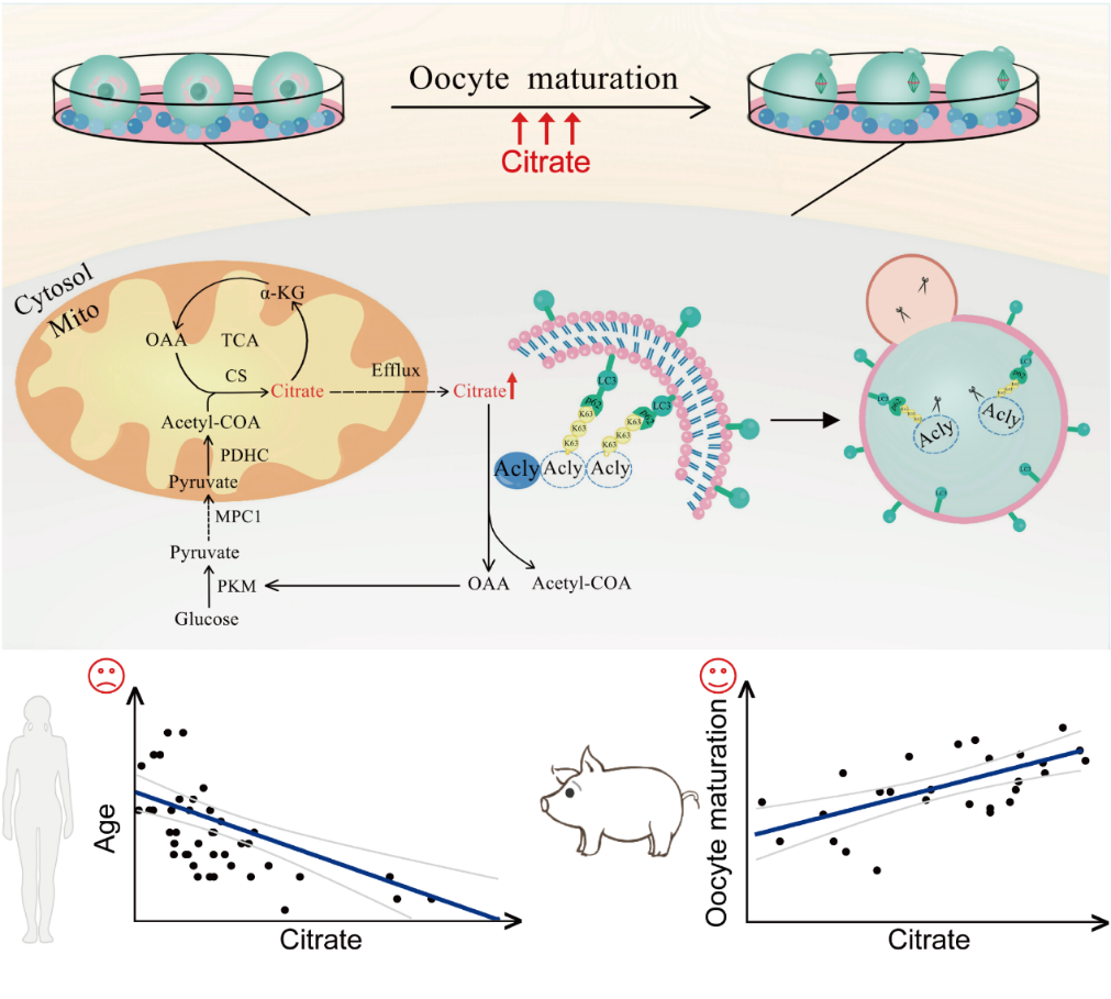 图2：ACLY的选择性自噬降解以维持柠檬酸稳态进而促进卵子成熟