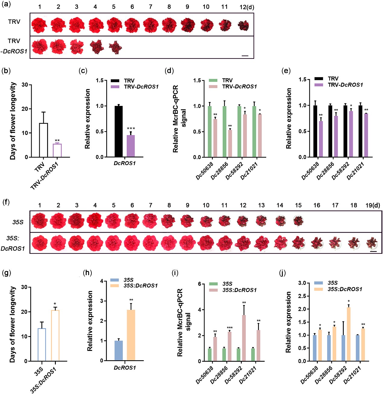 图3. 沉默和过量表达DcROS1能够分别加速和延缓康乃馨花瓣的衰老进程