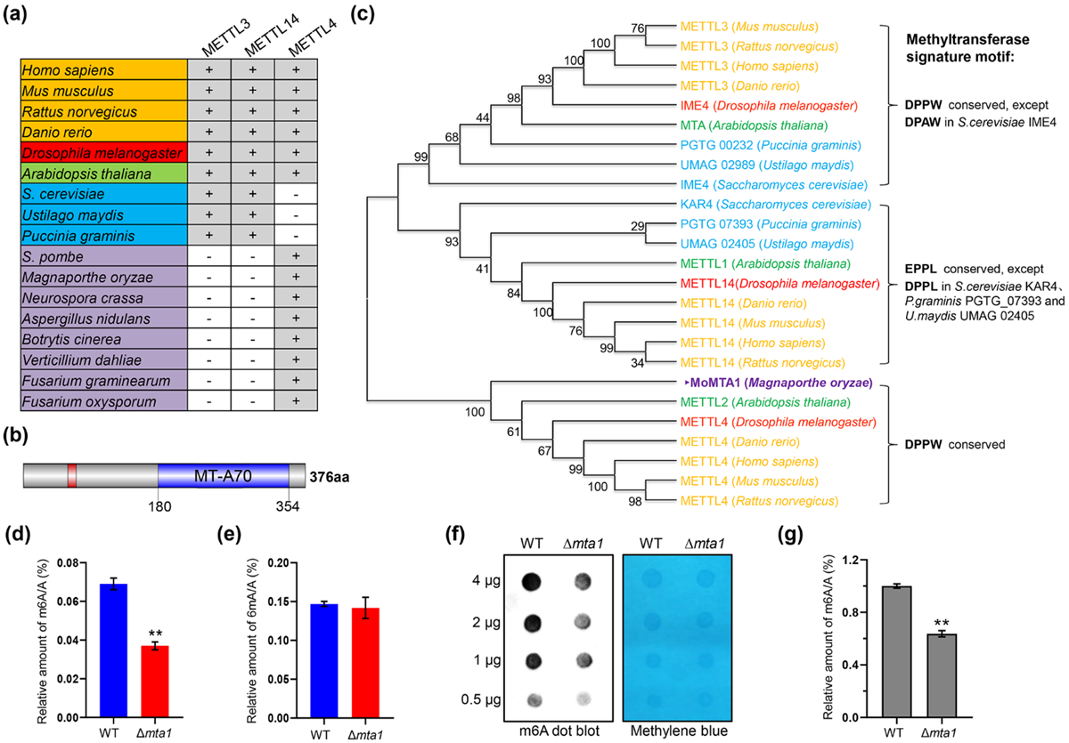 图1. MTA1参与稻瘟菌RNA m6A修饰。