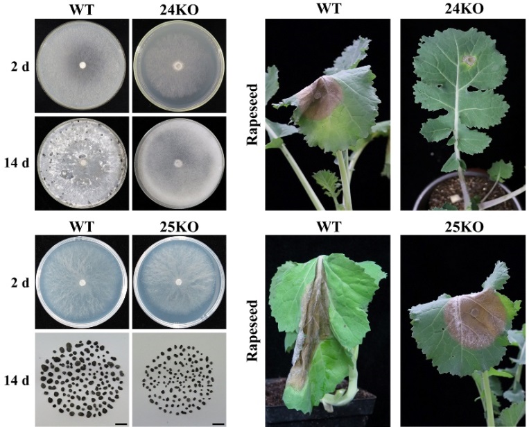 SsEmp24和SsErv25突变体影响核盘菌的生长、繁殖及致病力