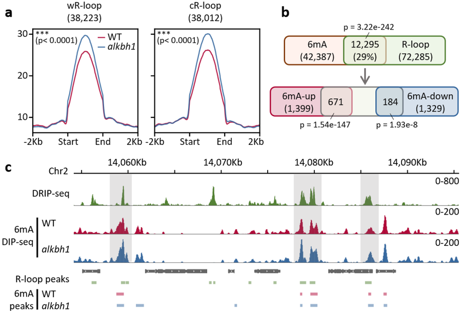 图1. ALKBH1调控水稻全基因组中R-loop上的6mA