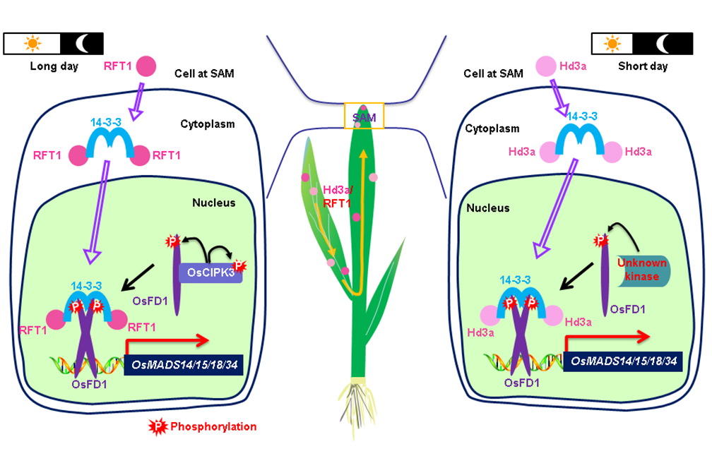 水稻成花素激活复合物形成的分子模型