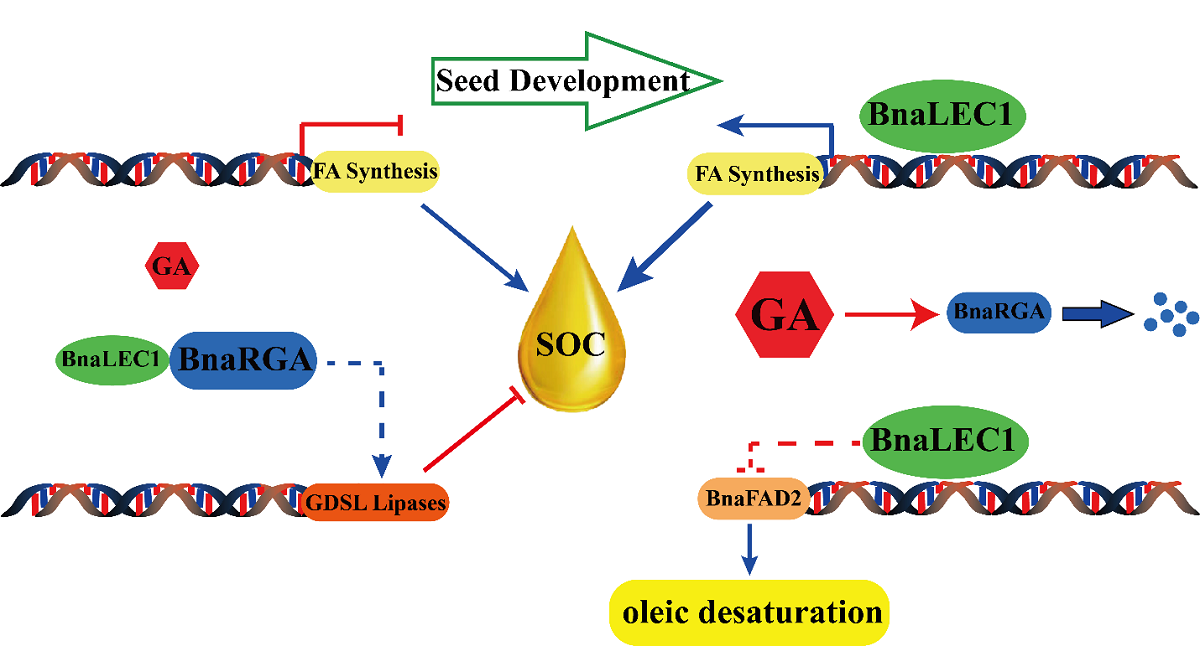 GA-BnaRGA-BnaLEC1分子模块调控脂肪酸合成的通路模型