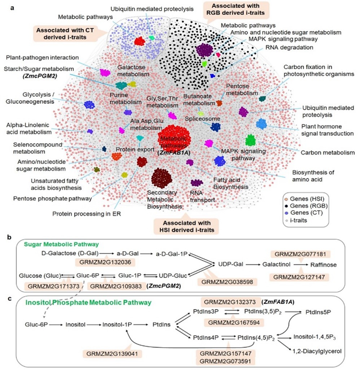 图2. 玉米干旱胁迫响应图像性状i-traits的遗传解析。a.基因和图像性状i-traits的关联网络;b.候选基因在糖代谢通路富集；c.候选基因在磷酸肌醇代谢通路富集。