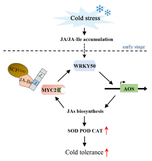 图1SlWRKY50通过介导茉莉酸信号途径调控番茄低温响应