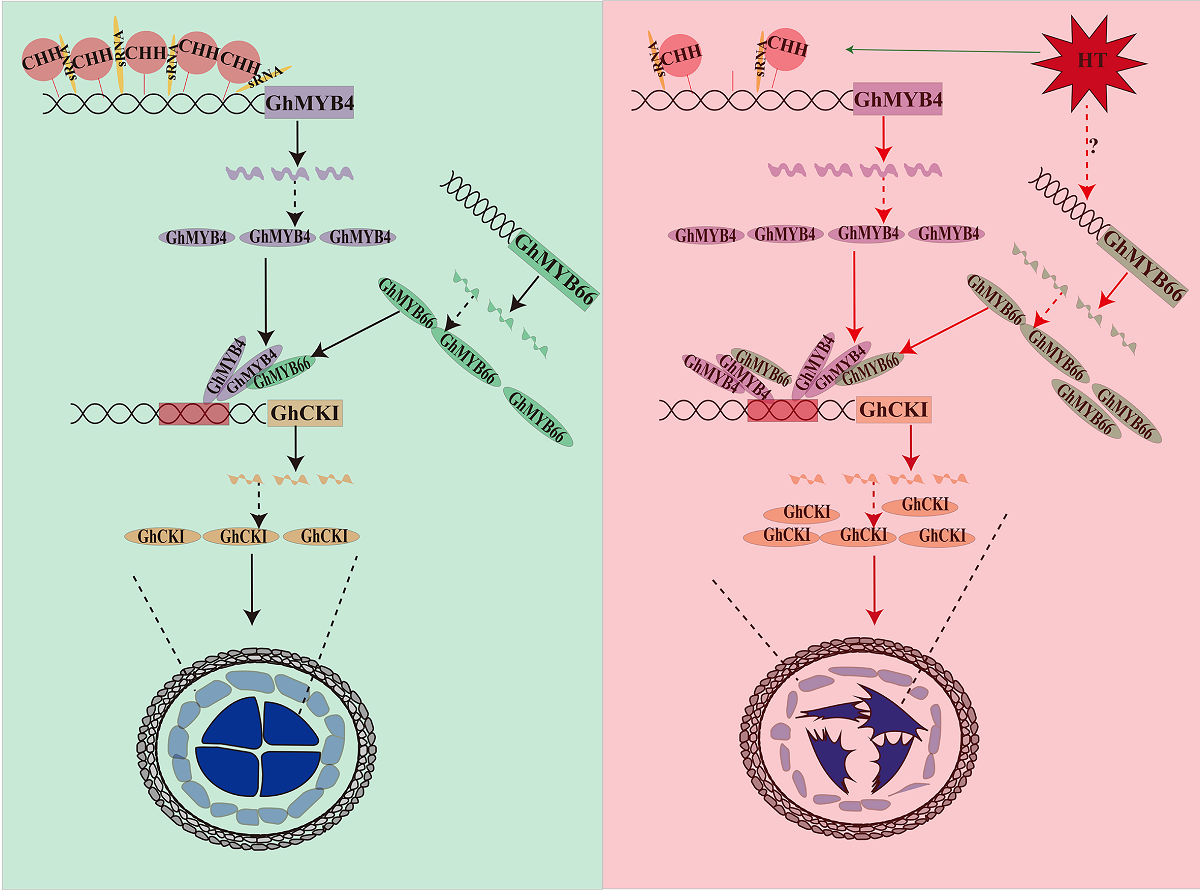 图3. GhMYB66-GhMYB4-GhCKI通路在高温下调控棉花雄性育性