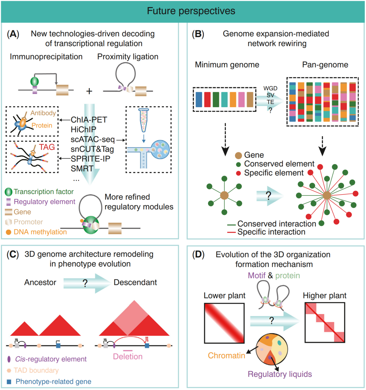 图2：调控元件和染色质高级结构演化的未来研究方向。