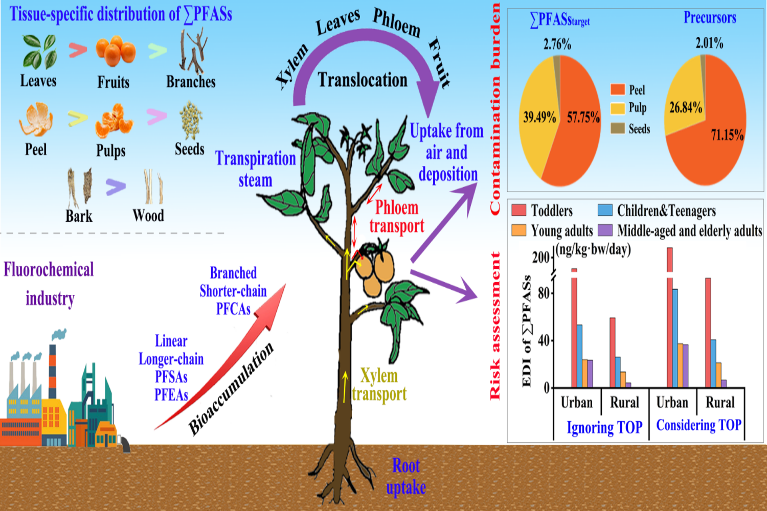 PFASs在柑橘树中吸收富集规律与人体暴露风险